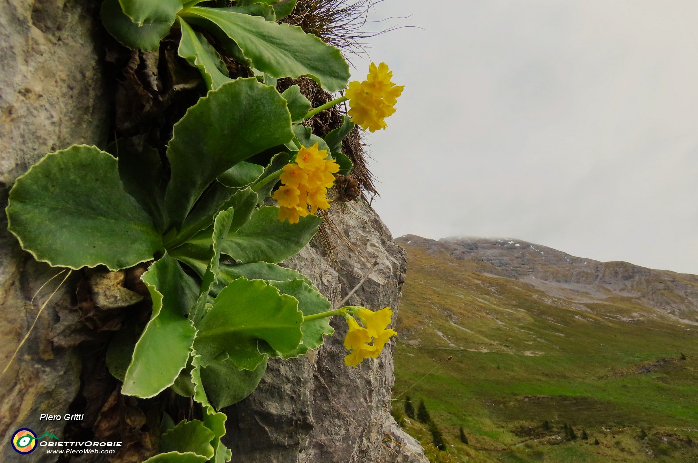 26 Primula auricula-Orecchia d'orso con vista in Arera.JPG
